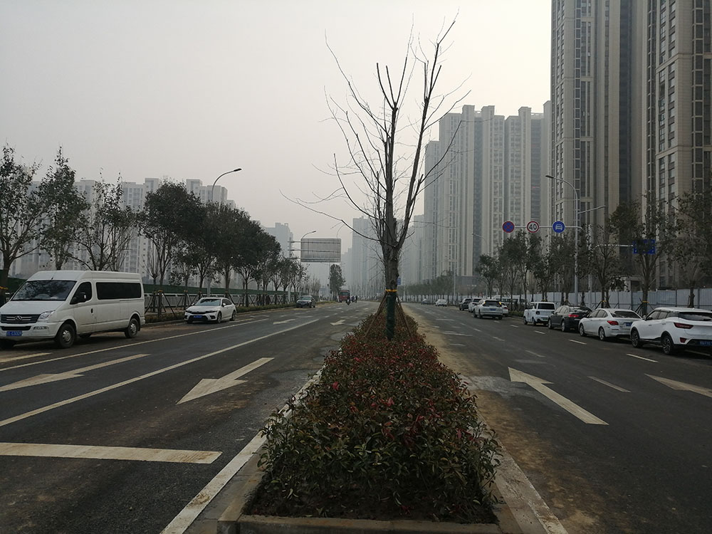 特事特辦、創(chuàng)造速度奇跡 --洛達路（中原路-穎河路）綠化工程完工